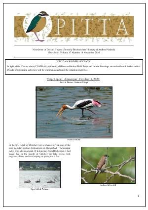 PITTA newsletter cover – November 2020