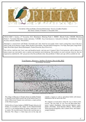 PITTA newsletter cover – November 2022