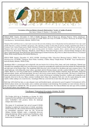PITTA newsletter cover – November 2024