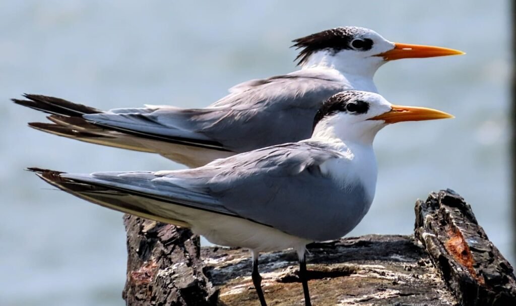 Annual Bird Race