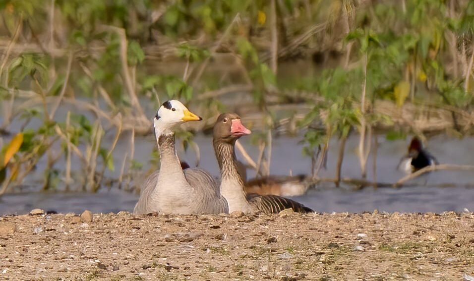 Asian Waterfowl Census