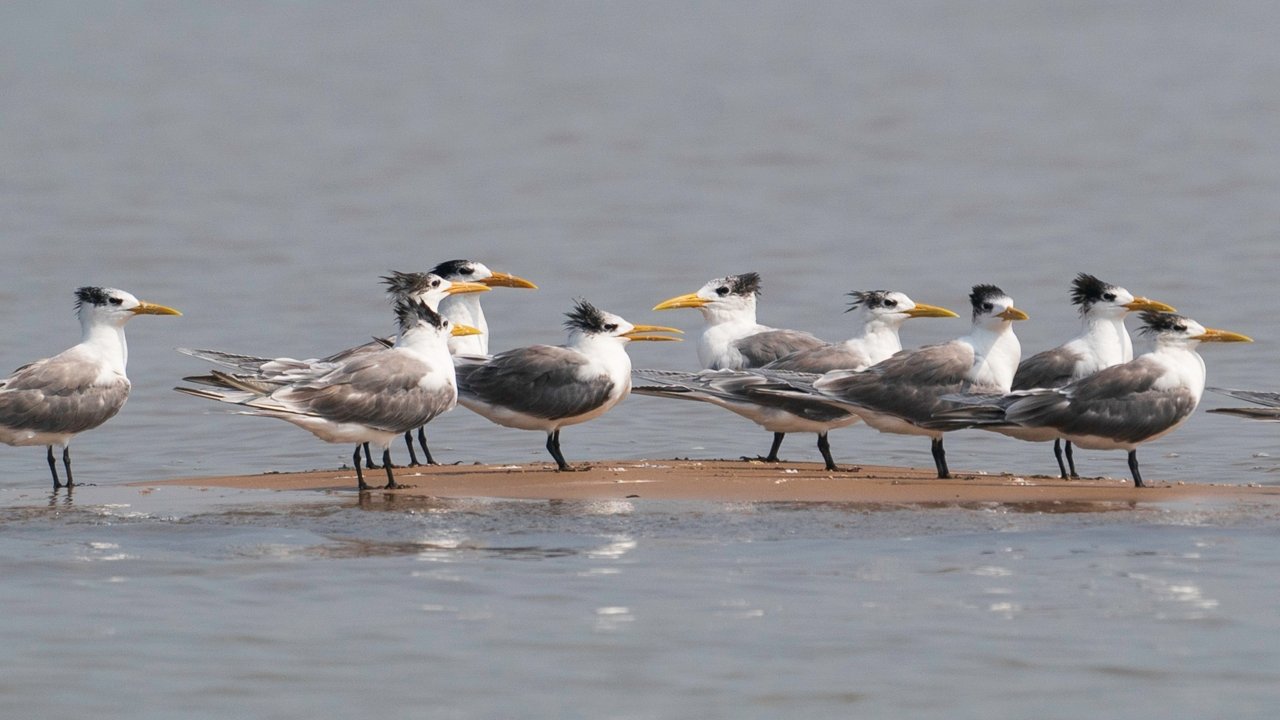 Lesser Crested Tern