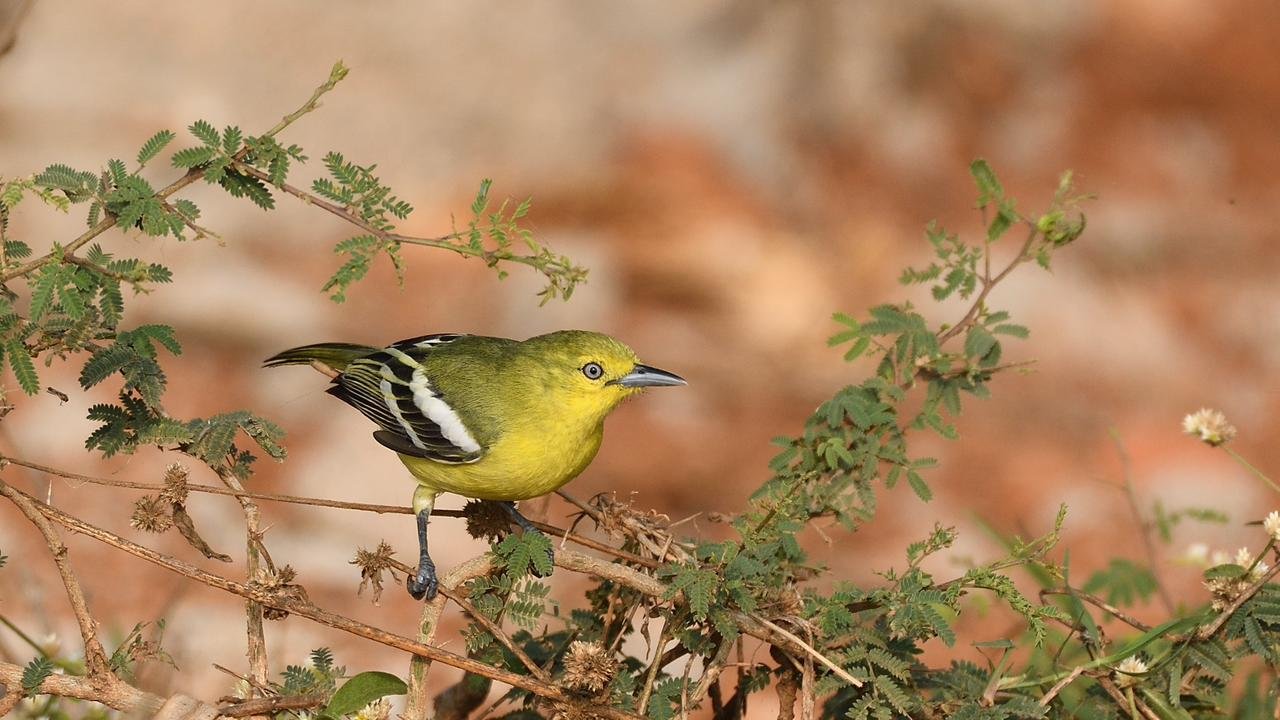 Deccan Birders members in the field