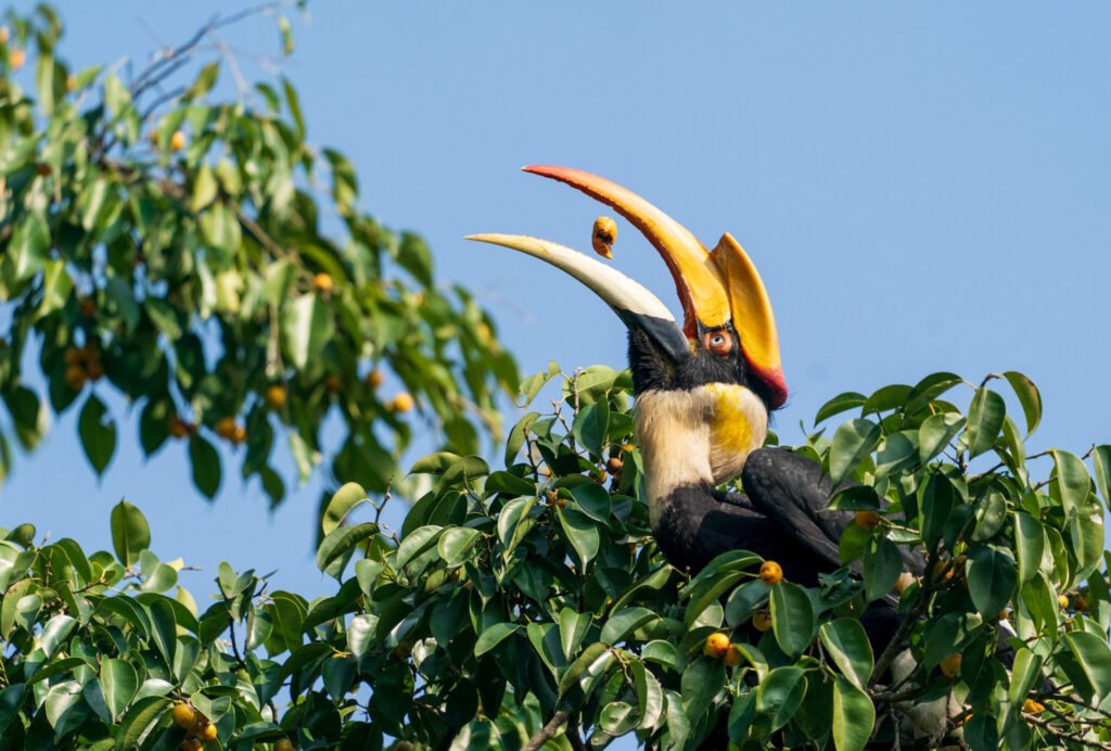 Great Hornbill photographed at Darjeeling, Mar 2023