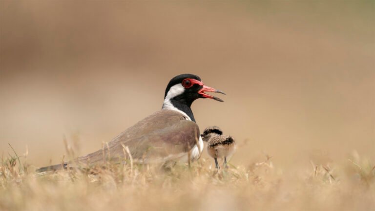 Red-wattled Lapwing