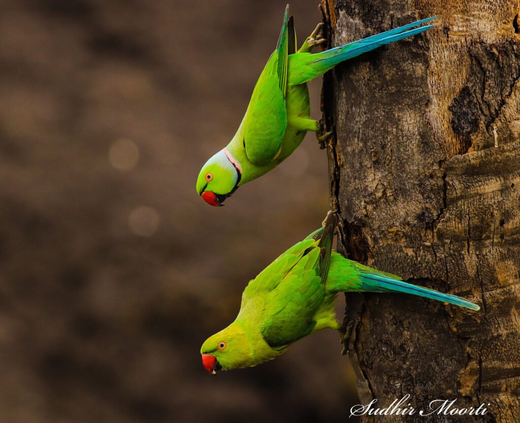 Rose-ringed Parakeet photographed at Ananthagiri, January 2020