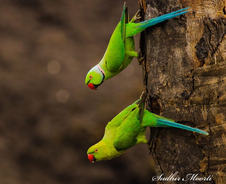 Rose-ringed Parakeet