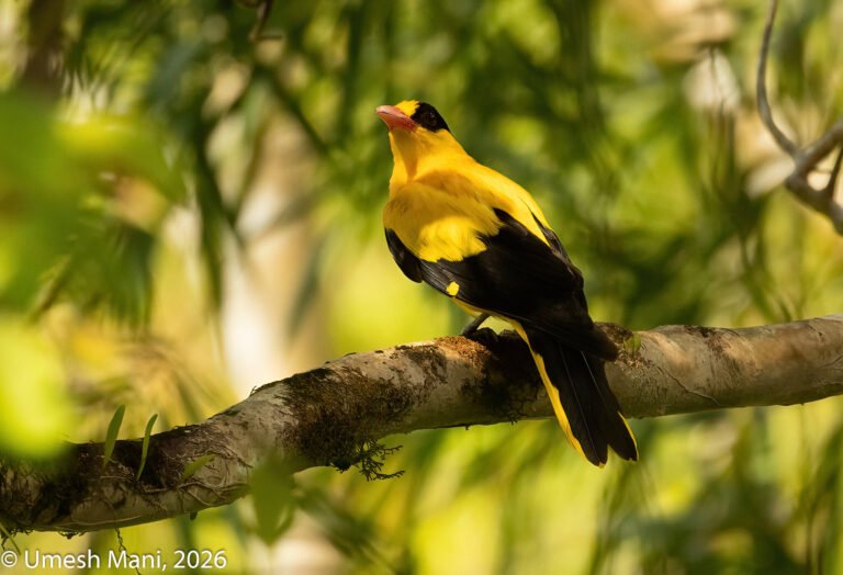 Black-naped Oriole