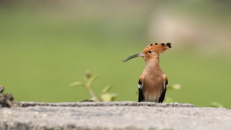 Common Hoopoe