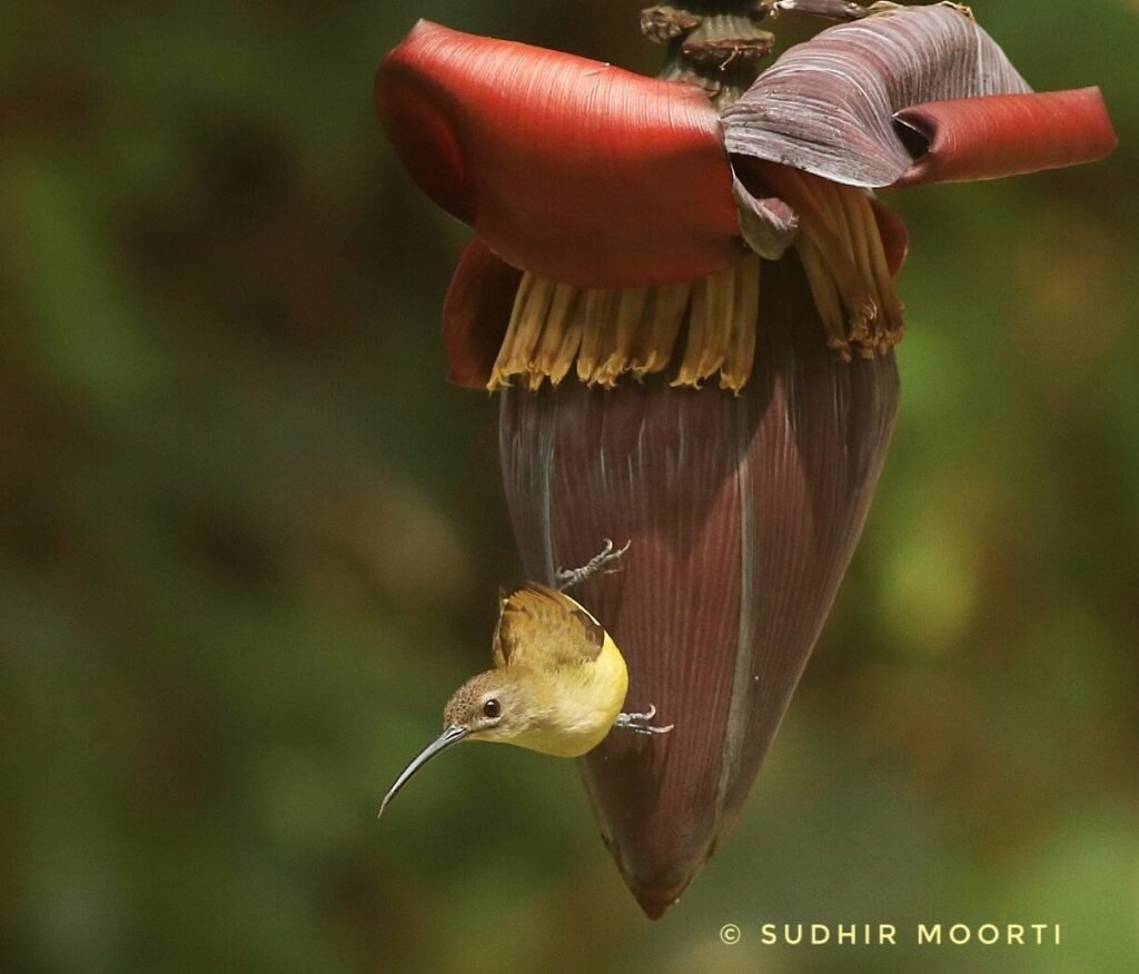 Little Spiderhunter photographed at Wayanad, Kerala - 2020