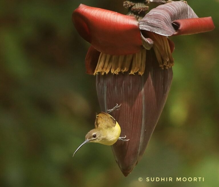 Little Spiderhunter