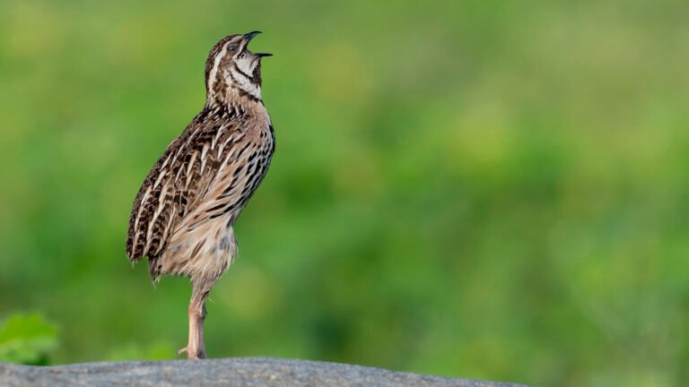 Rain Quail