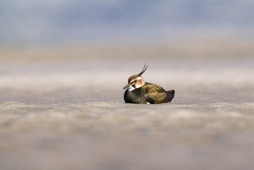 Northern Lapwing photographed at Gajoldoba, West Bengal 2023