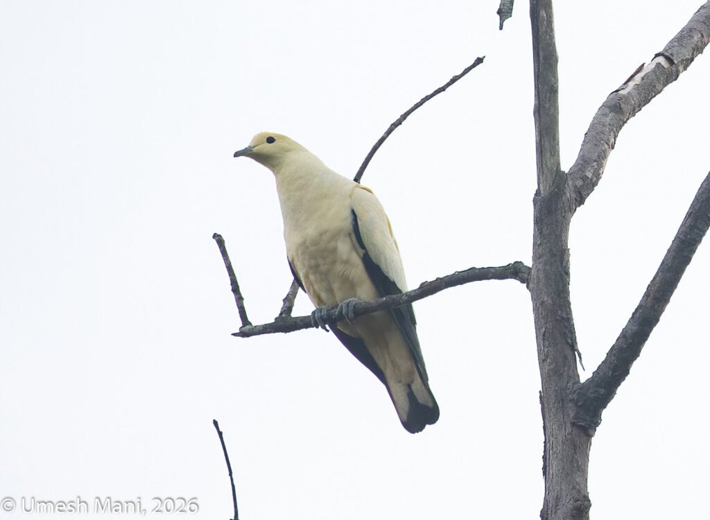 Pied Imperial-Pigeon photographed at Nicobar, April 2026