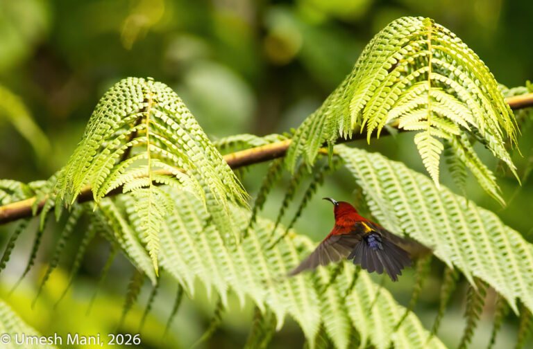 Crimson Sunbird