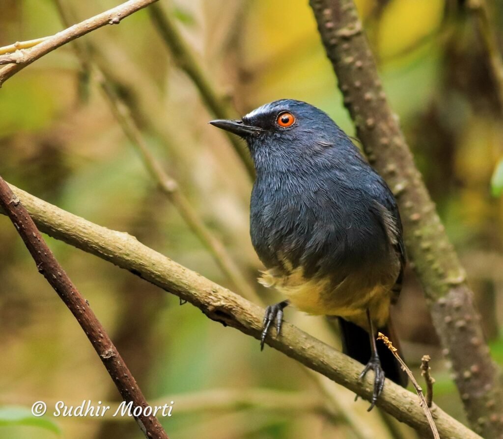 White-bellied Sholakili photographed at Munnar, Dec 2018