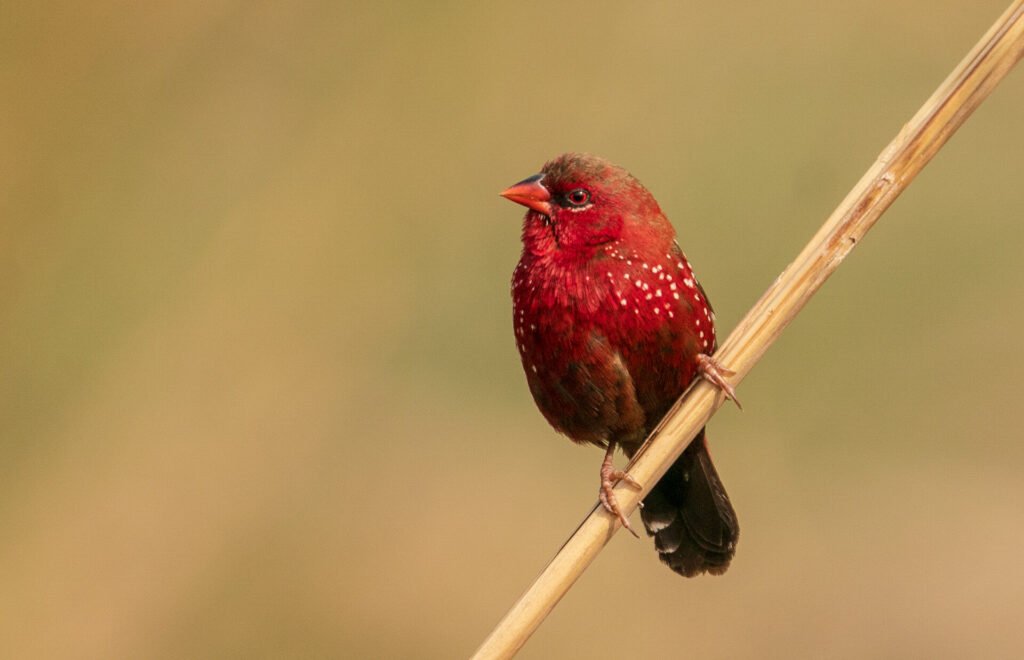 Red Avadavat photographed at Osmansagar Lake- Hyderabad, Oct 2024