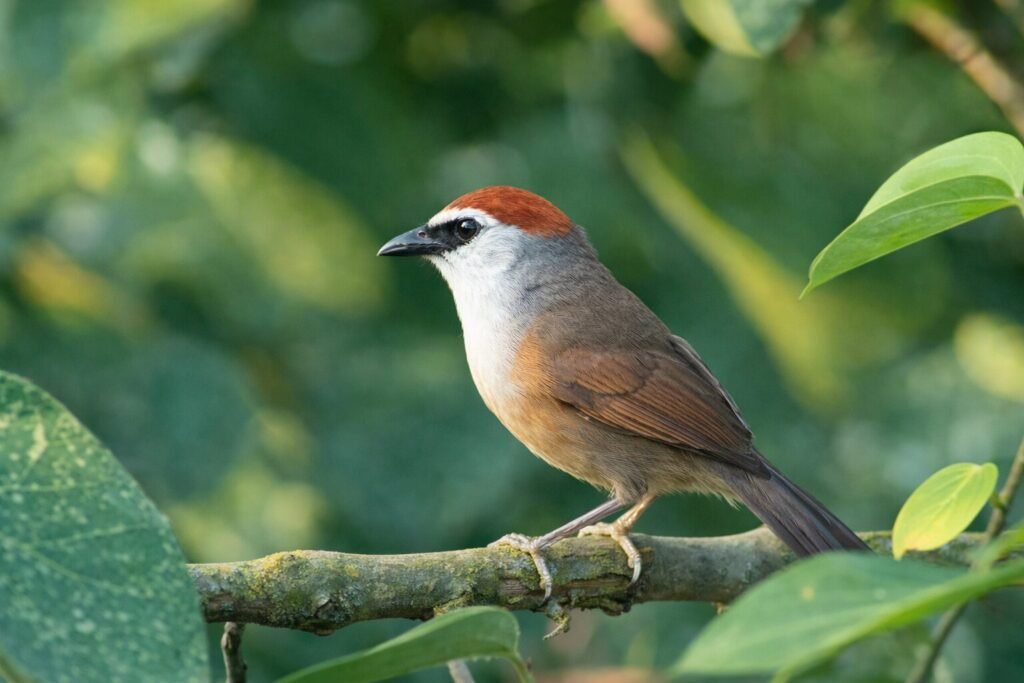 Chestnut-capped Babbler photographed at Bhitarkanika, Orissa 2026