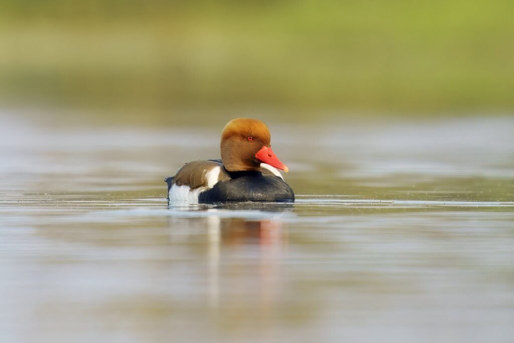 Red-crested Pochard photographed at Gajoldoba, West Bengal 2023