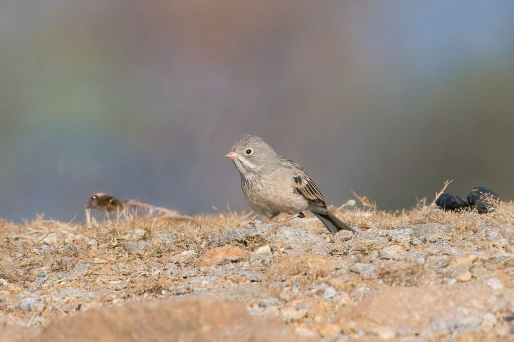 Gray-necked Bunting photographed at Mokila, Hyderabad, 2023