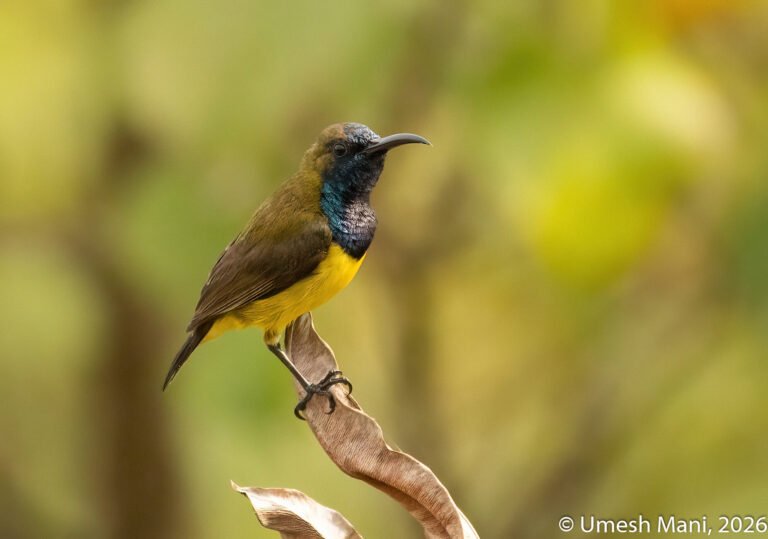 Ornate Sunbird