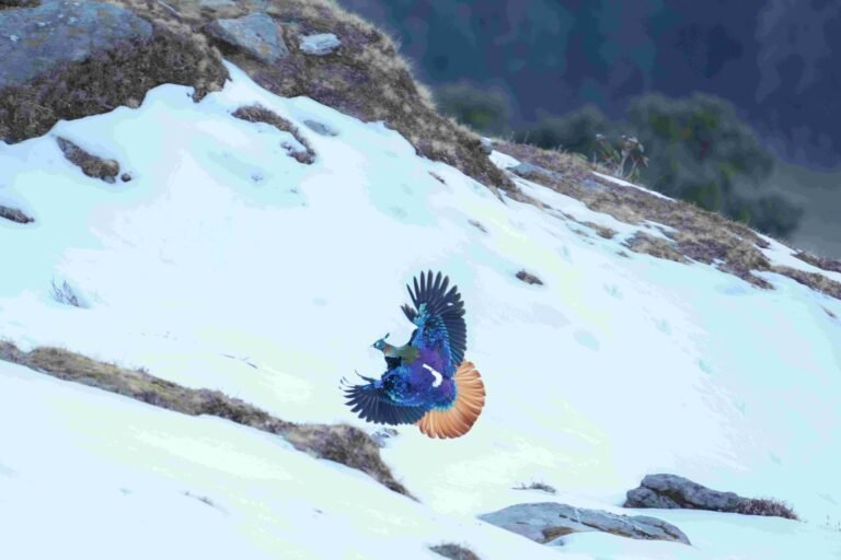 Himalayan Monal