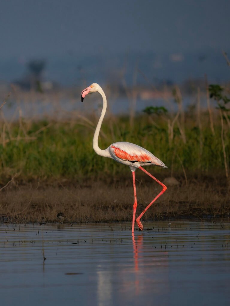 Greater Flamingo