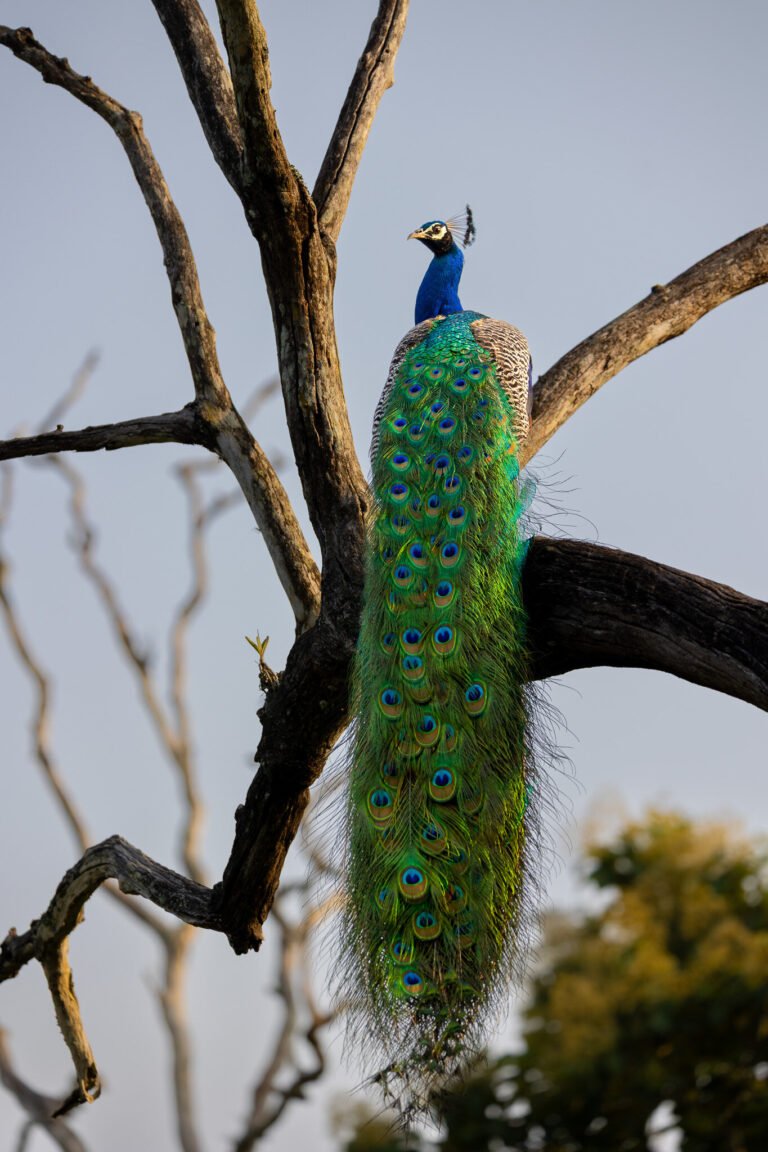 Indian Peafowl